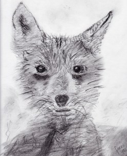 Lobo-zorro Autor: ferro 2014 Lobo-zorro Autor: ferro 2014